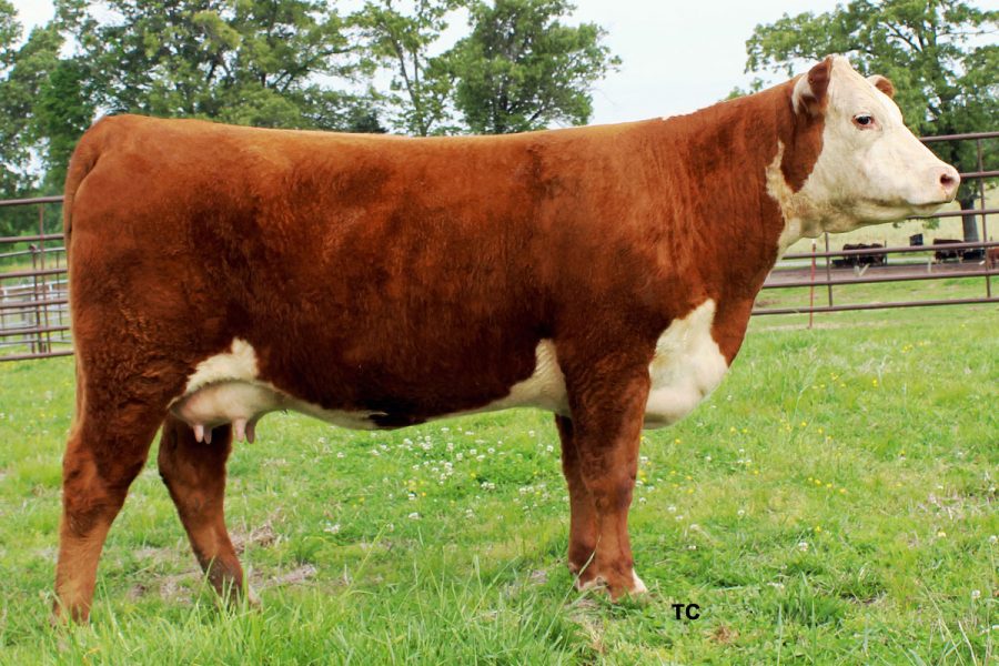 H WR 5017 SWEET SALLY 4050 ET