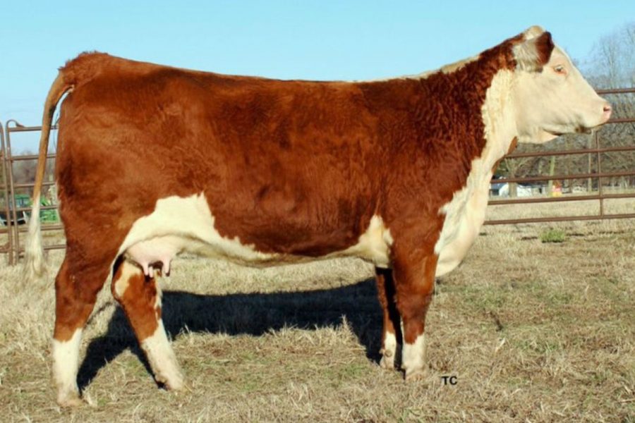 WF 955W DOMINETTE T137 1496 ET